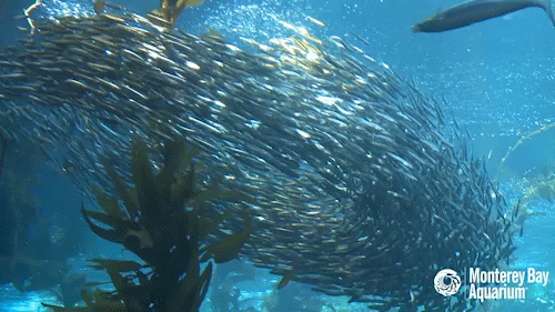 GIF of Fish from Monterey Bay Aquarium